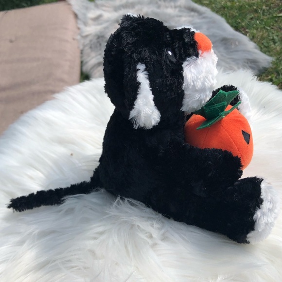 Black and white cat with Jack o lantern - Picture 4 of 4